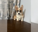 Small #6 Pembroke Welsh Corgi