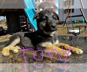 Shepradors Puppy for sale in MAYSVILLE, MO, USA