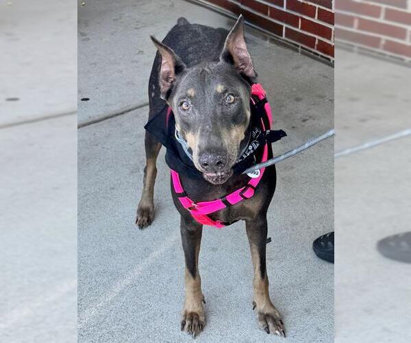Medium Photo #1 Doberman Pinscher Puppy For Sale in Forestville, MD, USA