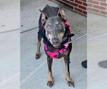 Small Doberman Pinscher