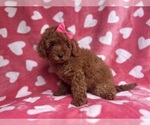 Small #3 Goldendoodle (Miniature)