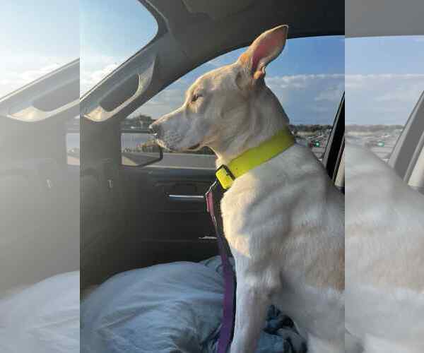 Medium Photo #13 Mutt Puppy For Sale in McKinney, TX, USA