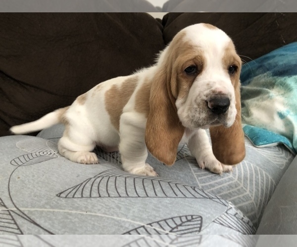Medium Photo #4 Basset Hound Puppy For Sale in SAGINAW, MI, USA