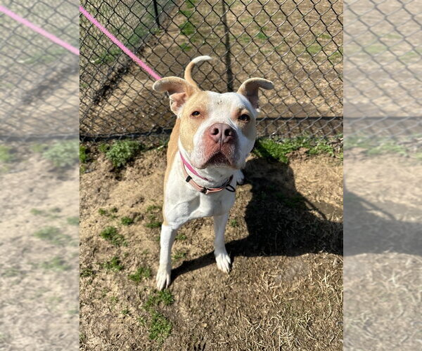 Medium Photo #11 Mutt Puppy For Sale in Evansville, IN, USA
