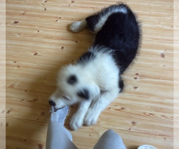 Medium Photo #11 Australian Shepherd-Old English Sheepdog Mix Puppy For Sale in BROKEN BOW, OK, USA