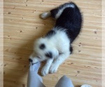 Small #10 Australian Shepherd-Old English Sheepdog Mix