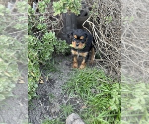 Cavalier King Charles Spaniel Puppy for sale in SANTA CRUZ, CA, USA