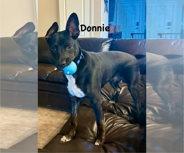 Medium Photo #4 Australian Kelpie-Australian Shepherd Mix Puppy For Sale in Cave Creek, AZ, USA