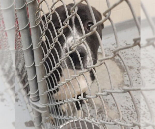 Medium Photo #1 Mutt Puppy For Sale in Anchorage, AK, USA