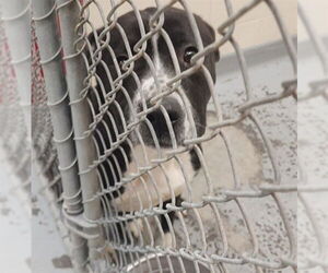 Mutt Dogs for adoption in Anchorage, AK, USA