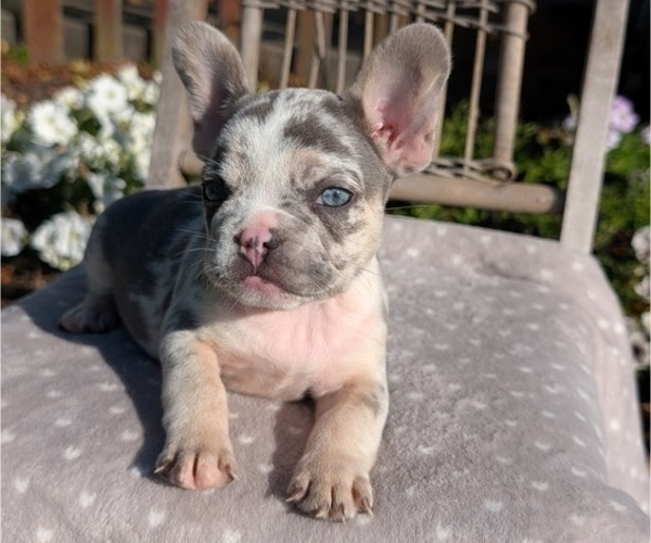 Medium Photo #26 French Bulldog Puppy For Sale in GOSHEN, IN, USA