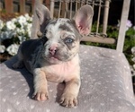 Small Photo #26 French Bulldog Puppy For Sale in GOSHEN, IN, USA