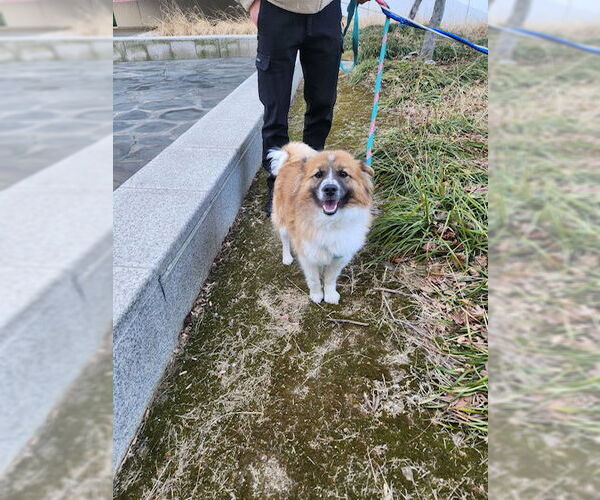 Medium Photo #2 Colonial Cocker Spaniel-Unknown Mix Puppy For Sale in Agoura Hills, CA, USA