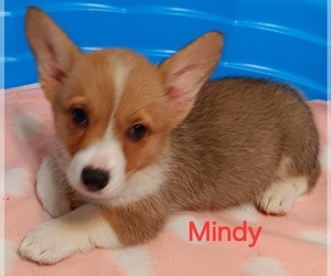 Medium Pembroke Welsh Corgi