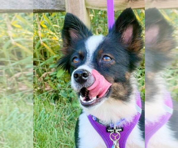 Medium Photo #4 Mutt Puppy For Sale in Germantown, OH, USA