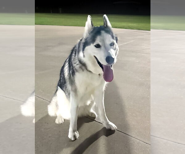 Medium Photo #5 - Mix Puppy For Sale in McKinney, TX, USA