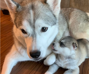 Mother of the Siberian Husky puppies born on 06/15/2025