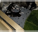 Small #28 Siberian Husky