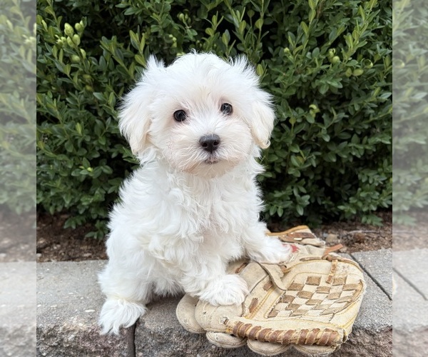 Medium Photo #2 Maltese Puppy For Sale in MIDDLEBURY, IN, USA