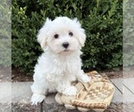Fritz - Male Maltese Puppy for Sale - Photo #2