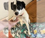 Small #4 Jack Russell Terrier Mix