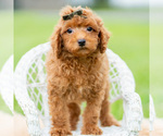 Puppy Roku AKC Poodle (Miniature)