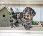 Puppy Myla Miniature Labradoodle
