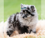 Small #2 Pomeranian