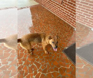Chow Chow-Labrador Retriever Mix Dogs for adoption in Orangeburg, SC, USA