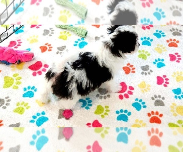 Medium Photo #5 Papitese Puppy For Sale in ORO VALLEY, AZ, USA