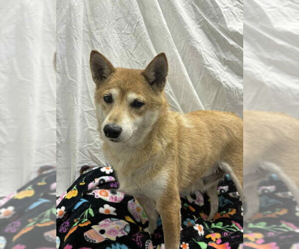 Medium Photo #2 Shiba Inu Puppy For Sale in Mukwonago, WI, USA