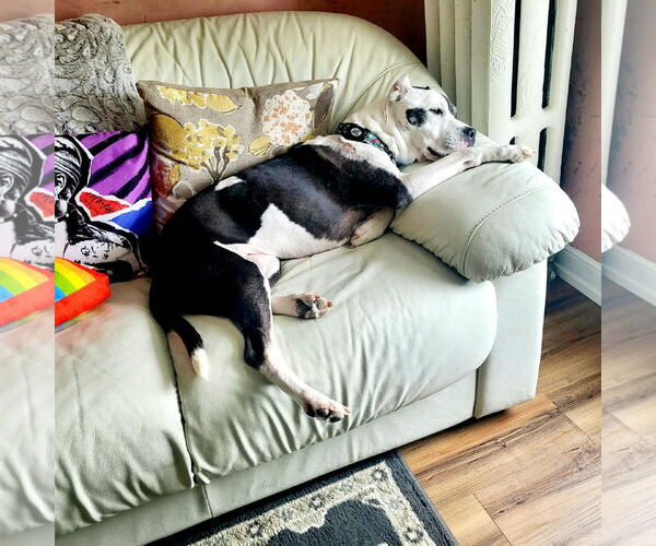 Medium Photo #2 American Pit Bull Terrier-Unknown Mix Puppy For Sale in Landenberg, PA, USA