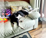 Small #1 American Pit Bull Terrier Mix