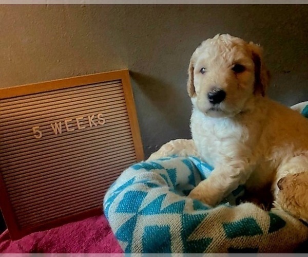 Medium Photo #4 Goldendoodle Puppy For Sale in SEYMOUR, CT, USA