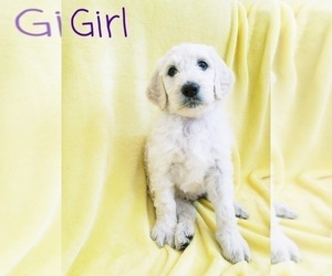 English Cream Golden Retriever-Poodle (Standard) Mix Puppy for sale in AUBURN, CA, USA