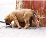Small #5 Mastiff