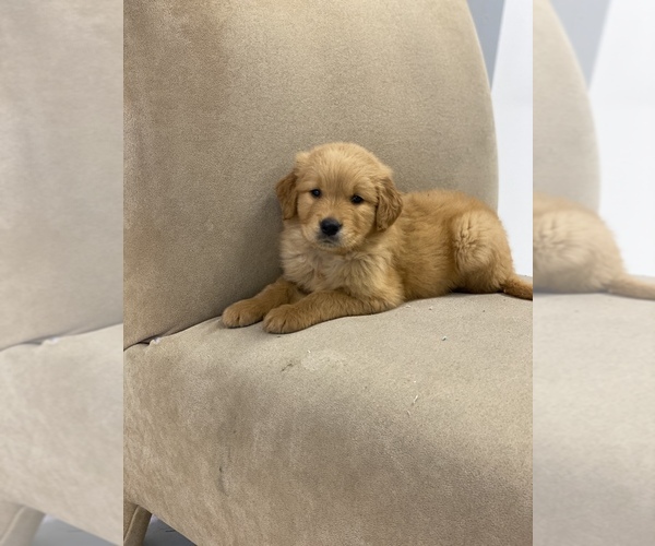 Medium Photo #1 Golden Retriever Puppy For Sale in BROOKLYN, NY, USA