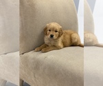 Small Photo #1 Golden Retriever Puppy For Sale in BROOKLYN, NY, USA