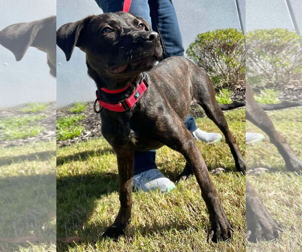 Medium Photo #6 Labrador Retriever-Unknown Mix Puppy For Sale in Munford, TN, USA