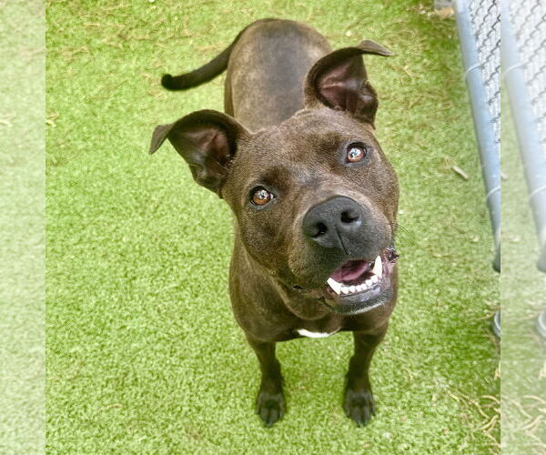 Medium Photo #2 Mutt Puppy For Sale in Hilton Head, SC, USA