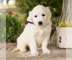 English Cream Golden Retriever Puppy for sale in NEW HOLLAND, PA, USA