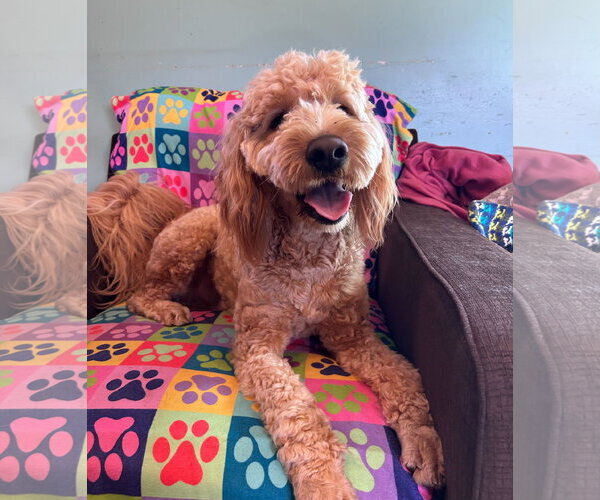 Medium Photo #4 Goldendoodle Puppy For Sale in Pacolet, SC, USA