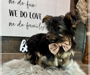 YorkiePoo Puppy for sale in NAPPANEE, IN, USA