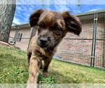 Small #3 Colonial Cocker Spaniel Mix