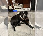 Small #2 Labrador Retriever Mix