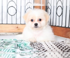 Zuchon Puppy for sale in NAPLES, FL, USA