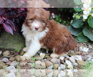 Aussiedoodle Miniature Puppy for sale in SHILOH, OH, USA