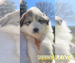 Small Photo #4 Great Pyrenees Puppy For Sale in VILAS, NC, USA