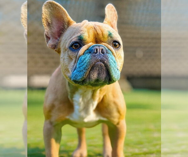 Medium Photo #4 French Bulldog Puppy For Sale in Brights Grove, Ontario, Canada