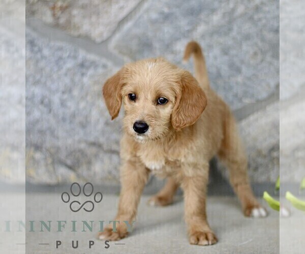 Medium Photo #3 Miniature Labradoodle Puppy For Sale in BIRD IN HAND, PA, USA